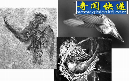 分开进化造就两样飞行技巧