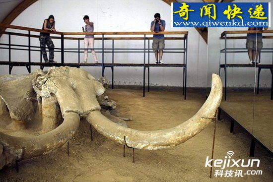 猛犸活细胞首次被发现 科学家复活计划将实现/图