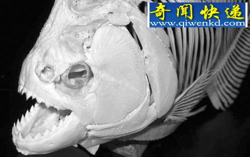 研究发现超级食人鱼咬力不逊霸王龙