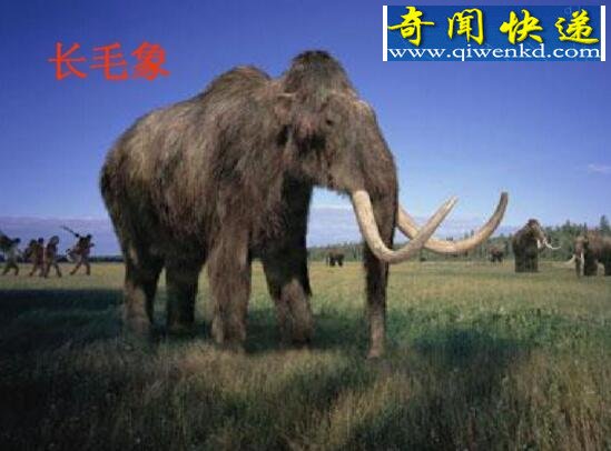 世界上毛发最长的长毛象,因患上骨质疏松而灭绝