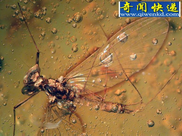1600万年前琥珀中发现跳虫搭便车迁移行为(图)