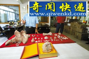 发现5200万年前兽化石