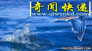 贵州境内发现保存异常完好的新种飞鱼化石