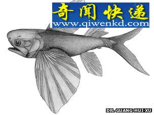 贵州境内发现保存异常完好的新种飞鱼化石