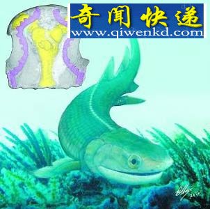 四足鱼 将四足动物演化史提前1千万年