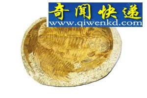 动物化石