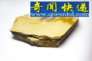 动物化石