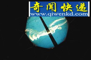 动物化石