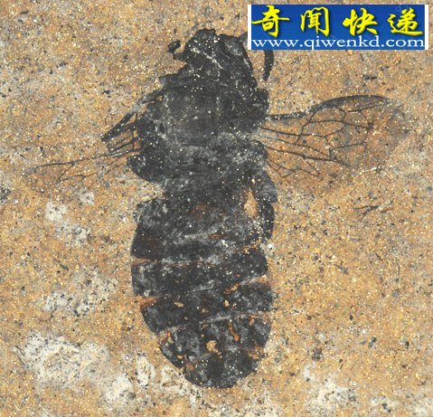 动物化石