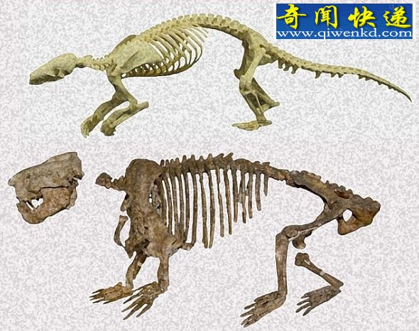 蒙古发现5700万年穿山甲化石(图)
