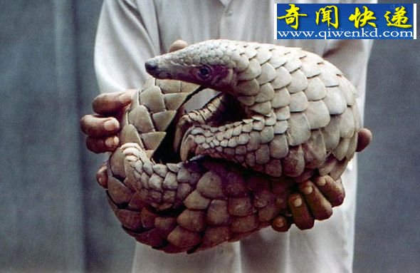 蒙古发现5700万年穿山甲化石(图)