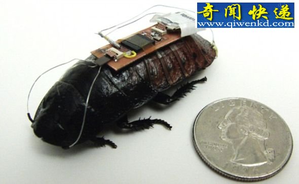 科学家研发遥控半机械蟑螂 能够曲线运动(图)