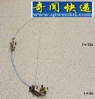 科学家研发遥控半机械蟑螂 能够曲线运动(图)