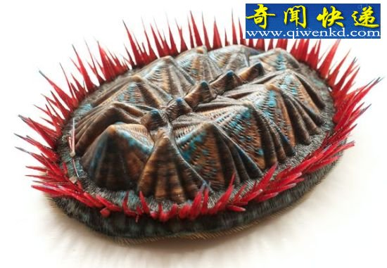 3Dӡӡ3.9ǰԶģ(ͼ) 