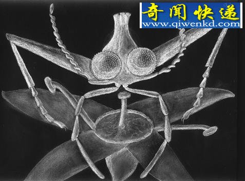科学家在亿年前琥珀中发现“独角苍蝇”(图)