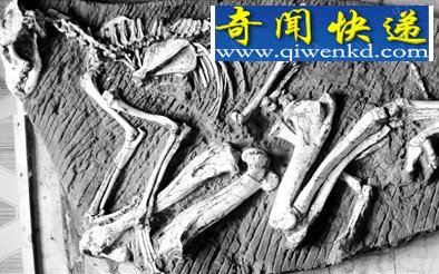 (图)探访宁夏古动物化石 灵武梁龙堪称北半球第一龙