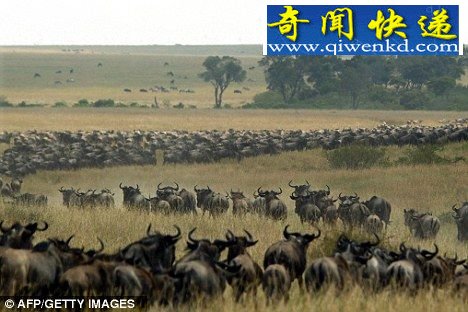 (图)牙齿化石首次证明恐龙像鸟一样迁徙