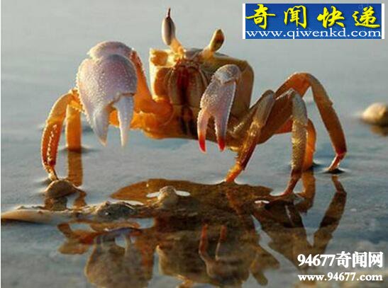 世界上第一个吃螃蟹的人,巴解(误打误撞发现美食)