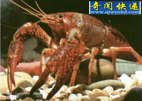 СϺˣ϶ٳСϺ