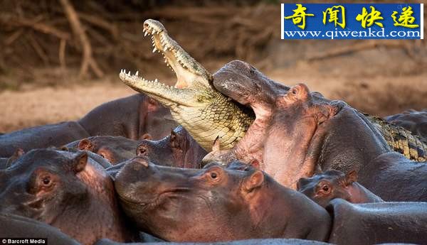 鲁莽鳄鱼闯入河马群被咬死
