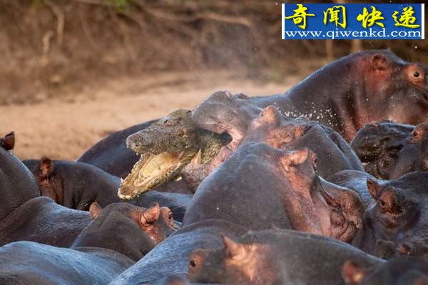 鲁莽鳄鱼闯入河马群被咬死