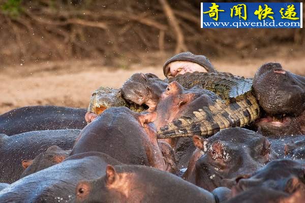 鲁莽鳄鱼闯入河马群被咬死