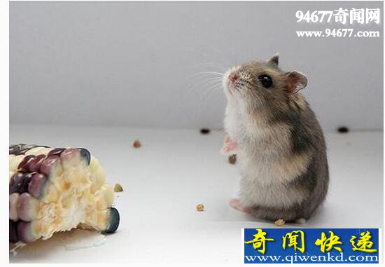 最小最可爱动物三线仓鼠，昆虫为食平均寿命二年