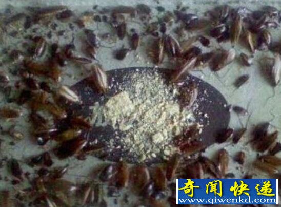 蟑螂怎么消灭,蟑螂怕什么(怕光怕冷怕高温)