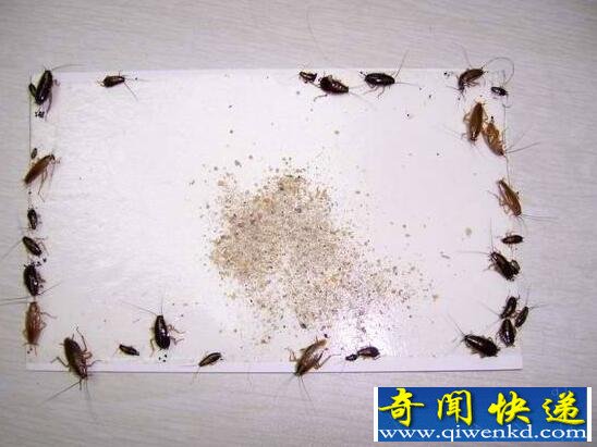 蟑螂怎么消灭,蟑螂怕什么(怕光怕冷怕高温)