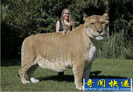 ʨvsʨޣʨϡٶϻʨӵӽ