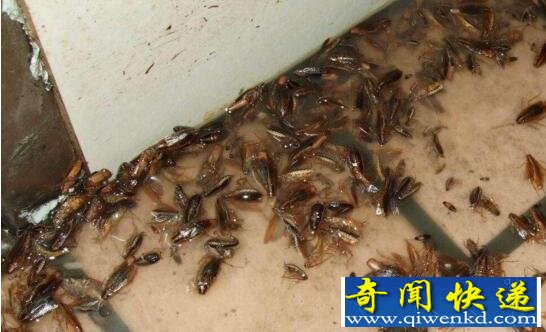 蟑螂会飞吗,北方的不会南方会(怀孕会飞是谣言)