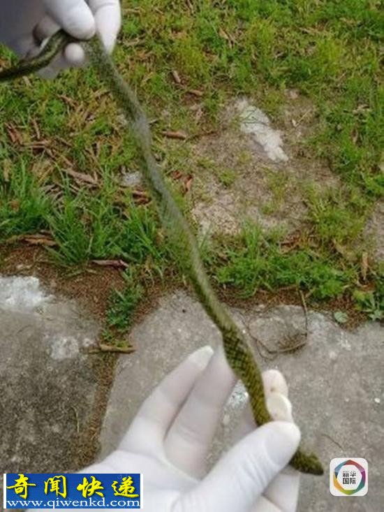 被咬死的毒蛇